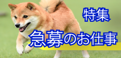 https://www.careerroad.co.jp/急募